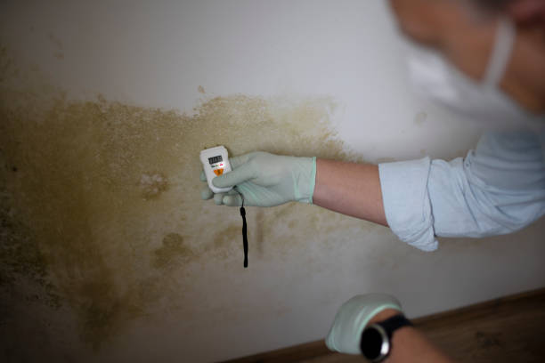 Best Mold Damage Repair  in Leechburg, PA